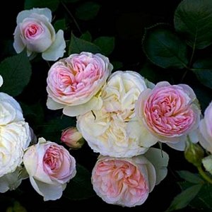 Пастелла "Цветки диаметром 6-8 см, вазообразной формы, очень долго не увядают, густомахровые, кремово-белые, затем розовеют, к концу цветения становятся белыми, при изменении погоды может появляться р