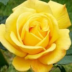 Роза плетистая		Голден Парфюм