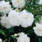 Роза плетистая Клайминг Вирго (С3.5)