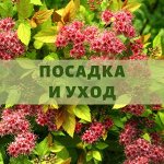 ПОСАДКА И УХОД