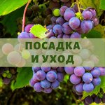 ПОСАДКА И УХОД