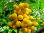 СЛИВА РУССКАЯ ЦАРСКАЯ