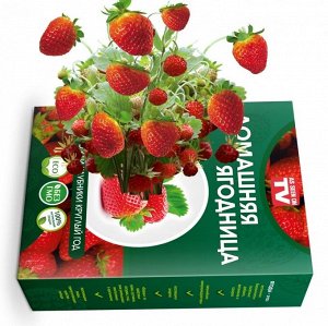 Набор для выращивания Укроп круглый год домашняя ягодница, чудо ягодница, сказочный сбор