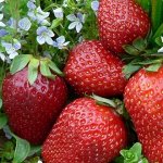 Земляника садовая Выставочная (Р9)