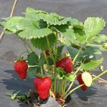 Земляника садовая Гирлянда (Р9)
