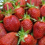 Земляника садовая Кокинская ранняя (Р9)