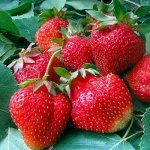 Земляника садовая Аромас (Р9)