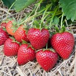 Земляника садовая Вибрант (Р9)