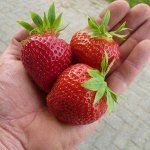 Земляника садовая Дарселект (Р9)