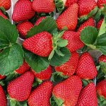 Земляника садовая Квики (Р9)