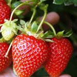 Земляника садовая Корона (Р9)