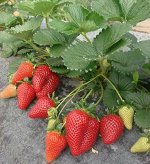 Земляника садовая Мальга (Р9)