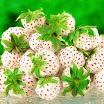 Земляника садовая Пайнберри (Р9)