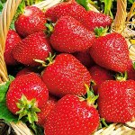 Земляника садовая Роксана НФ 205 (Р9)