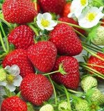 Земляника садовая Румба (Р9)