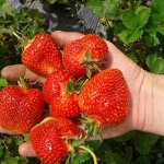 Земляника садовая Сальса (Р9)