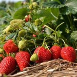 Земляника садовая Сан Андреас (Р9)