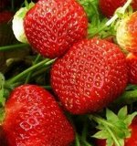 Земляника садовая Симфония (Р9)