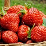 Земляника садовая Флоренс (Р9)
