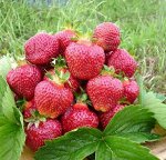 Земляника садовая Хоней (Р9)