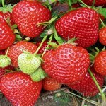 Земляника садовая Эверли (Р9)