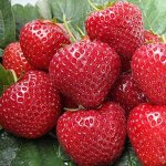 Земляника садовая Эльсанта (Р9)