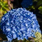 Гортензия крупнолистовая		Кунерт