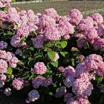 Гортензия древовидная Люкс		Мэджикал Пинкербелл