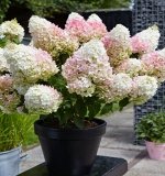 Гортензия метельчатая (Серия Патио) Люкс		Полстар