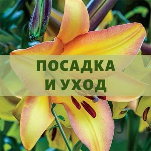 Посадка и уход