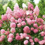 Гортензия метельчатая (Серия Северный Сад)		Пинк Даймонд