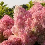 Гортензия метельчатая Люкс		Ваниль Фрайз