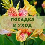ПОСАДКА И УХОД