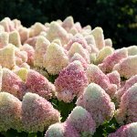Гортензия метельчатая Люкс		Саммэ Лав