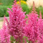 АСТИЛЬБА Gloria Purpurea
