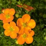 Лапчатка кустарниковая Люкс		Белла Сол