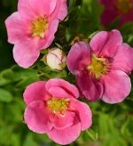 Лапчатка кустарниковая Люкс		Беллисима