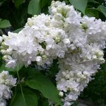 Сирень обыкновенная		Сент Маргарет