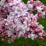 Сирень обыкновенная	Маршал Василевский (серия &quot;Золотой фонд отечественной селекции&quot;)