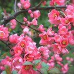 Айва великолепная Пинк Леди