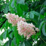 Каштан конский обыкновенный
