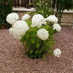 Гортензия(Hydrangea) древовидная Annabelle
