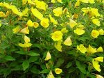 Энотера (Oenothera) fruticosa