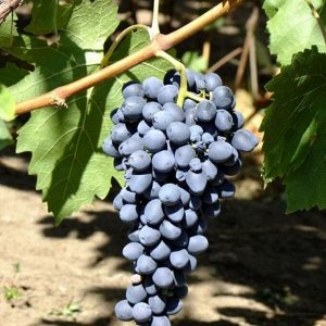 Виноград плодовый Аттика (C3)