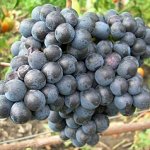 Виноград плодовый	Памяти Домбковской