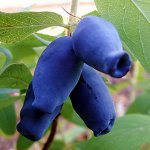 Жимолость съедобная Амфора