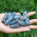 Жимолость съедобная Бакчарский великан