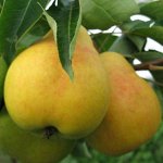 Груша		Кафедральная