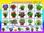 Комнатные растения 00015