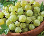Крыжовник белый смит